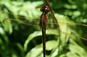 Dragonfly in my backyard.